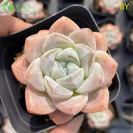 Jardinería al por mayor Mini Plant Fittonia Red Live Plants Indoor Bonsai