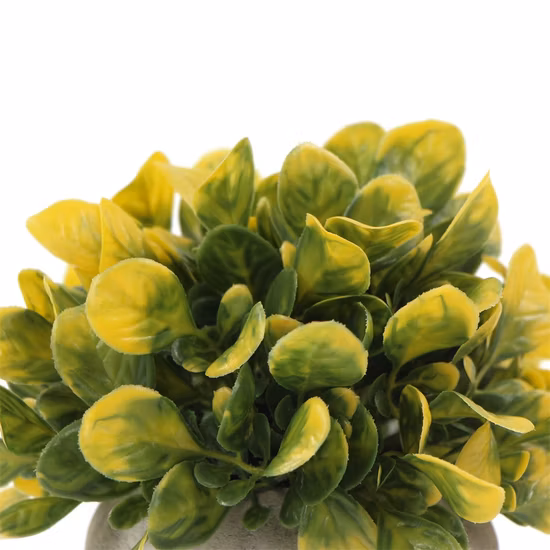 Mini bonsái pequeño de planta en maceta simulada amarilla para decoración interior del hogar