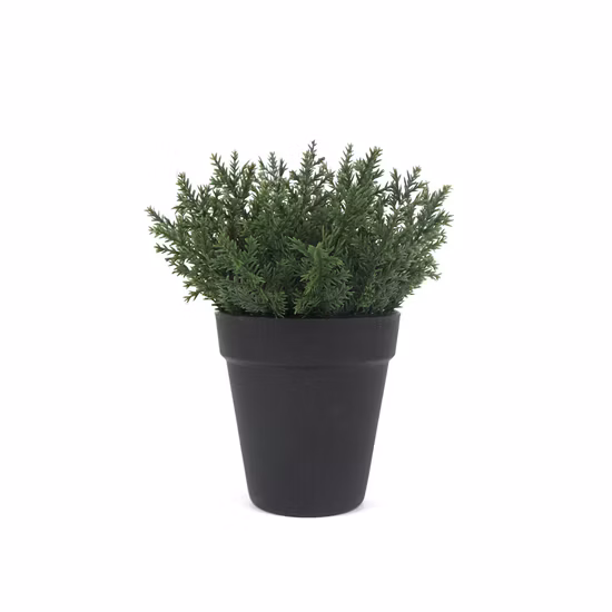 Bonsái pequeño de alta calidad y bajo costo para decoración de mesa, Mini planta Natural para exteriores, interior, Hotel, bonsái Artificial