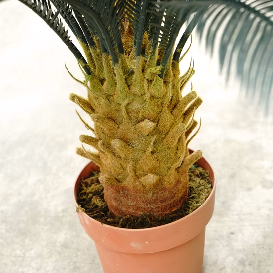 80 cm de altura para interiores y exteriores, adornos de jardín, miniárbol bonsái de cícadas artificiales para decoración del hogar