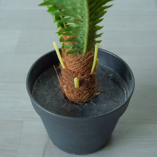Mini árbol de bonsái de hierba persa falsa de simulación alta de 60cm de altura hecho en fábrica para decoración del hogar