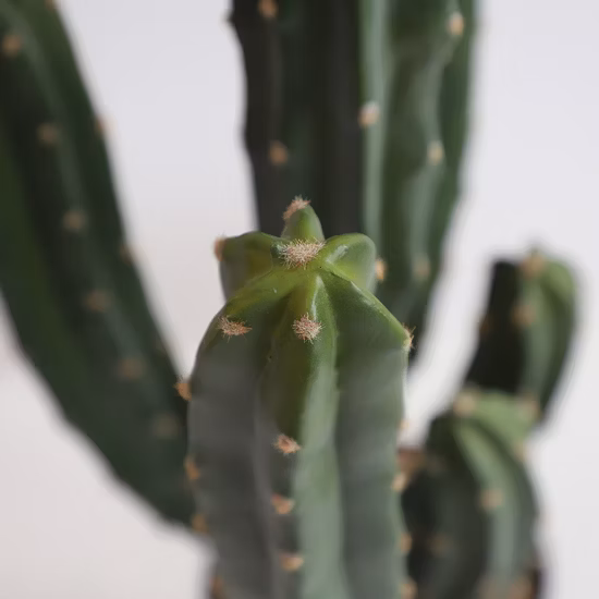 Comercio al por mayor Mini Exportación Cactus Interior Planta Decorativa Plástico Cactus Verde Raro En Maceta Artificial Cactus Árbol Bonsais